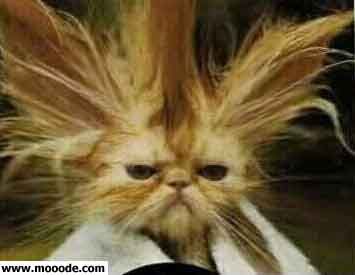 le dernier model de tachwika tchwikt moch l gorna